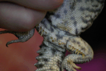 ornate uromastyx