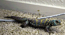 ornate uromastyx