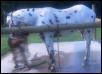 Leopard Appaloosa Coloring