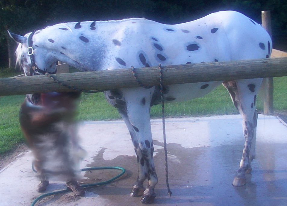 Leopard Appaloosa Coloring