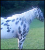 Leopard Appaloosa Coloring again