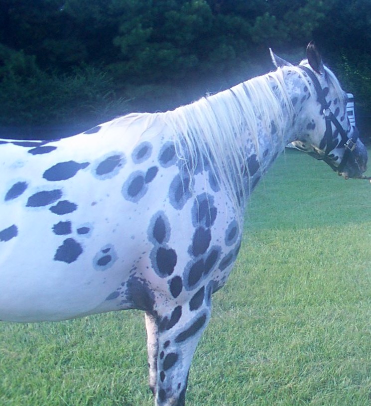 Leopard Appaloosa Coloring again