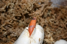 x-trem hypo honduran milk