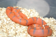 another x-hypo