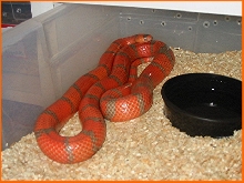X-hypo Honduran Adult Tampa Herp Research
