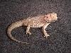 male hypo pastel