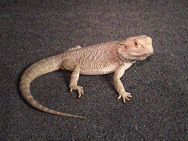 male hypo pastel