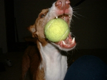 Khepri and her ball