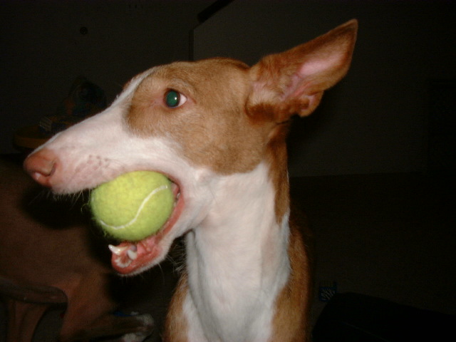 Khepri and her ball, again