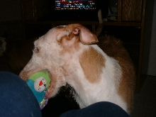 Venus and her fav toy