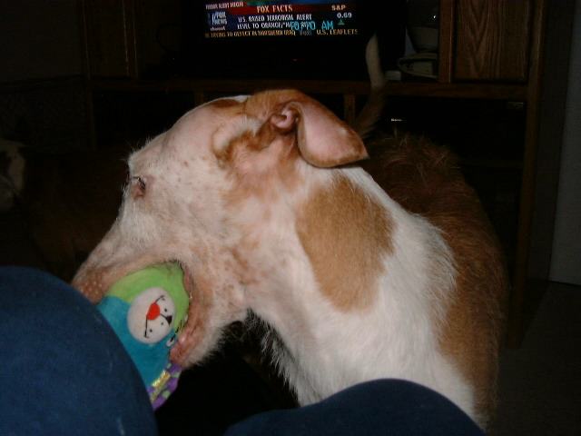 Venus and her fav toy