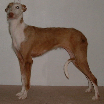 Venus