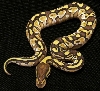Butter Ball Python