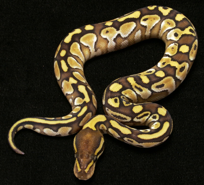 Butter Ball Python