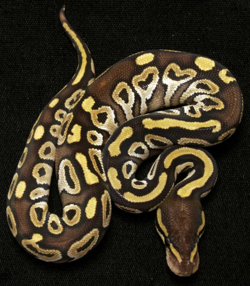 Mojave Ball Python