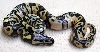 Yellowbelly Morph