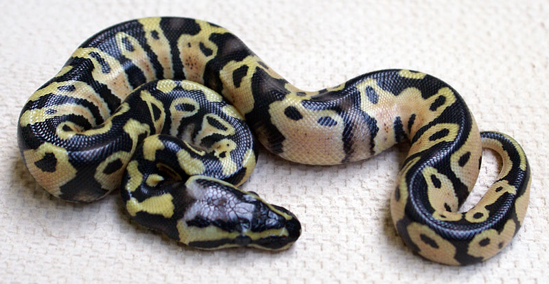 Yellowbelly Morph