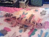 Elphabala on my bed