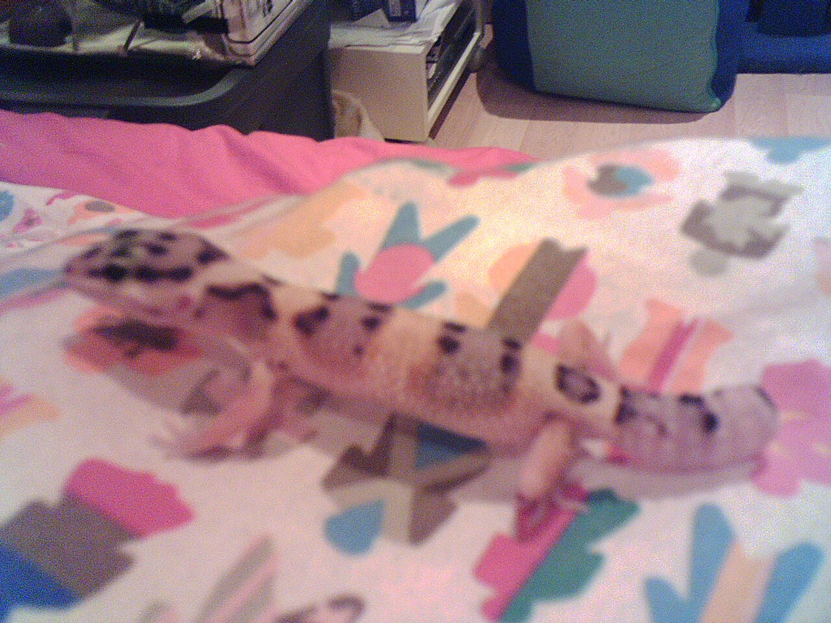 Elphabala on my bed
