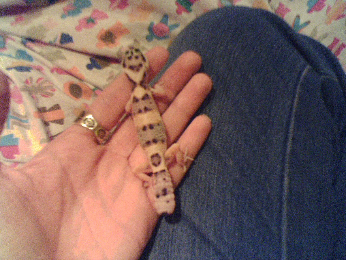 Elphabala on my hand