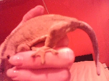 A pic of my new crested's zone