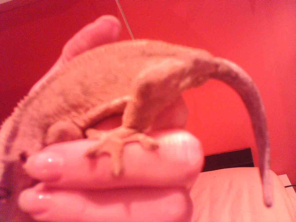 A pic of my new crested's zone