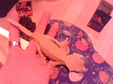 Body shot of new crested