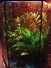hex planted tank