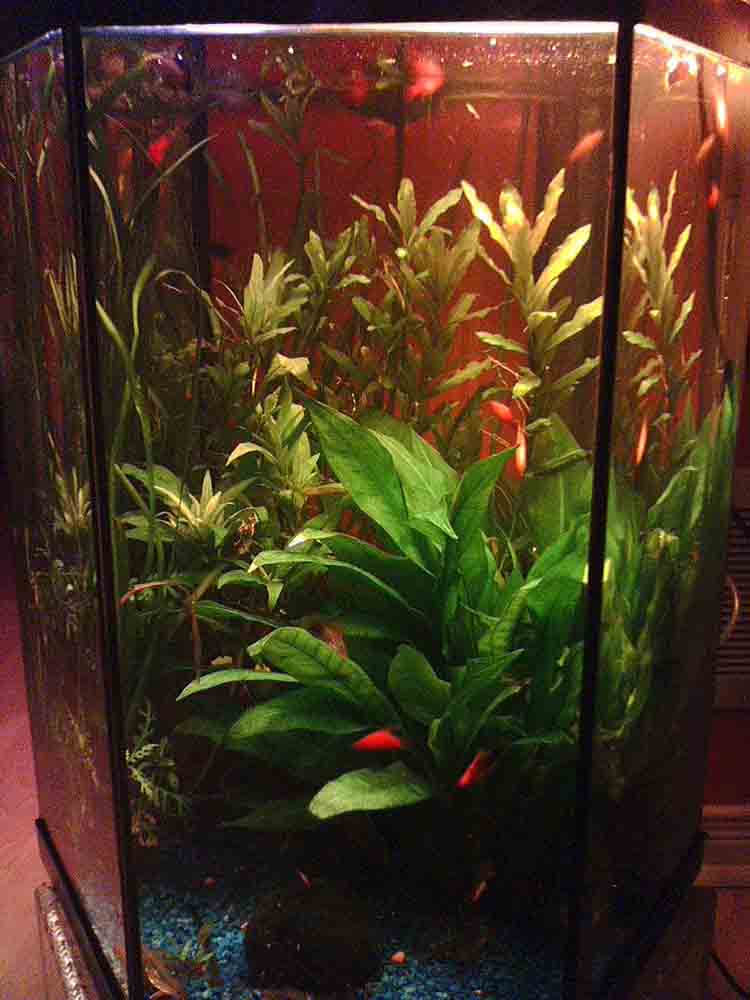 hex planted tank