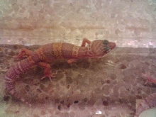 Store albino