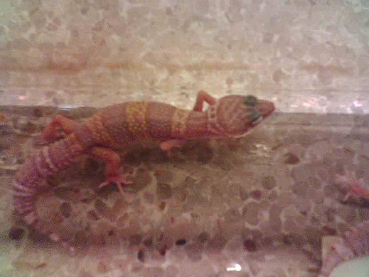 Store albino