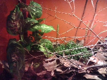 Pygmy chameleon terrarium