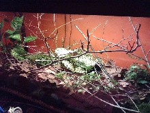 Pygmy chameleon terrarium 2