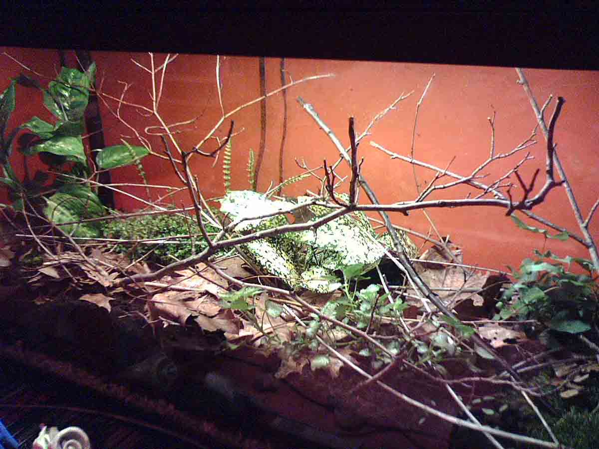 Pygmy chameleon terrarium 2