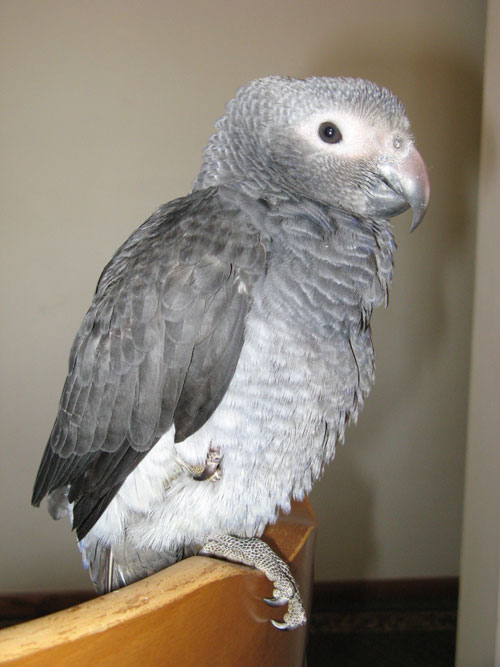 Timneh
