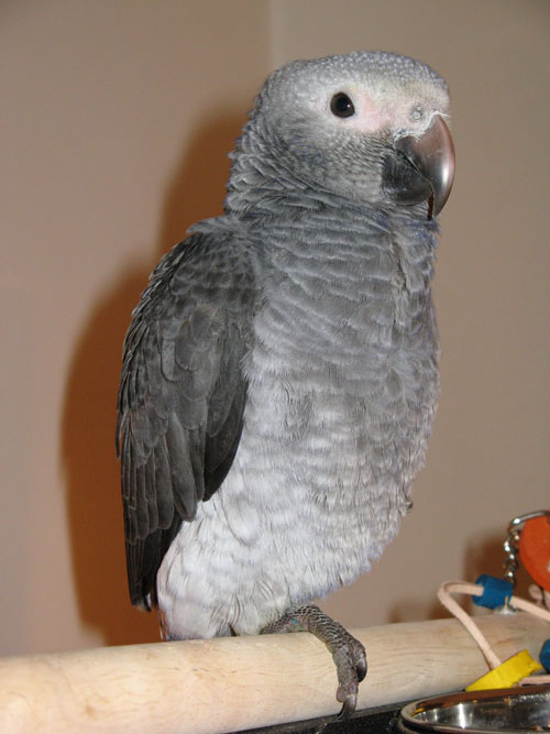 Timneh