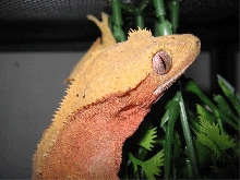 Female crested