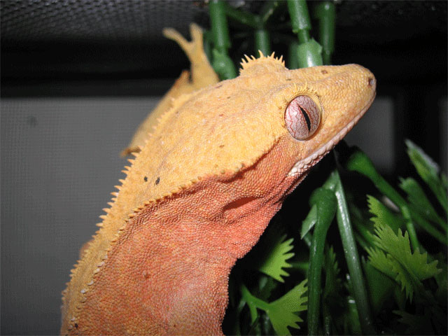Female crested