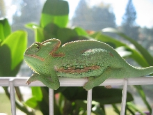 Male Veiled