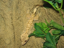 Male Crestie