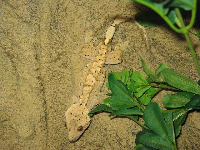 Male Crestie