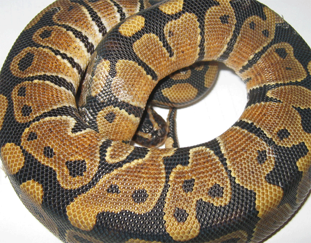 Steve up close