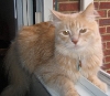 Bobo by the window