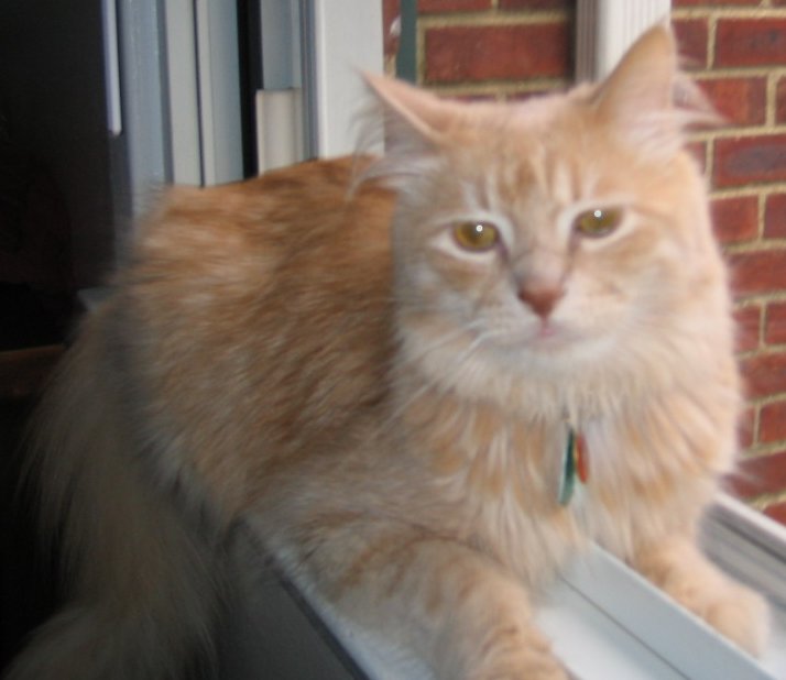 Bobo by the window