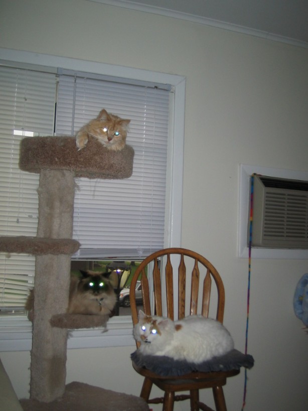 Da Mew Jersey Kits on the tree