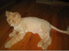 Bobo's Lion cut