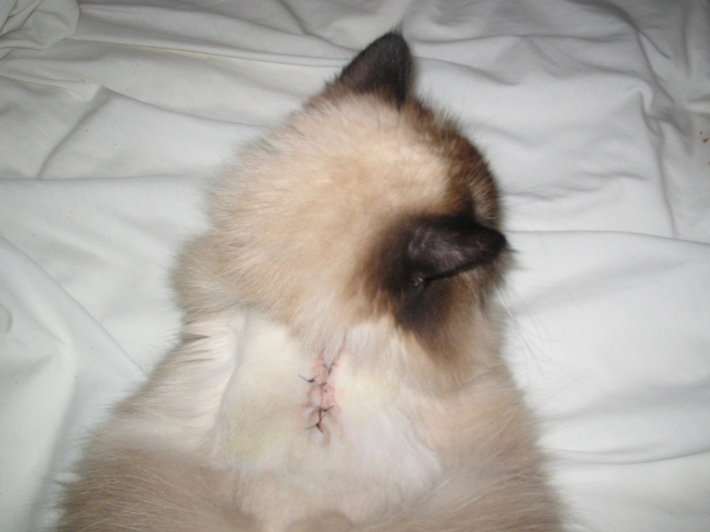 Tis my  noo zipper