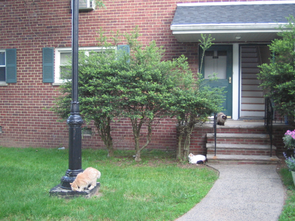 The tree kits on the garden