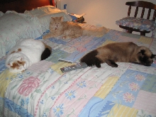 Hogging the bed