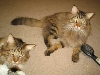 Klawz and Fangz